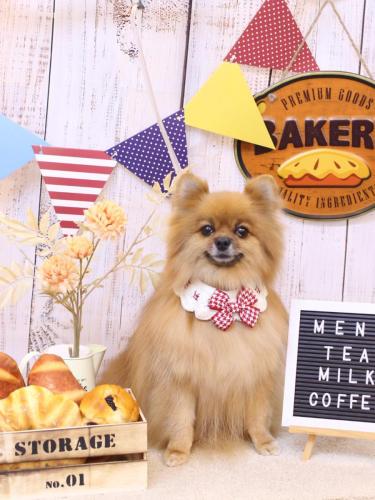 20240903ルルちゃん